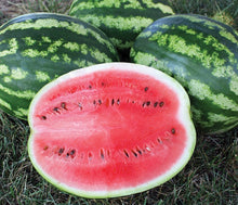 Load image into Gallery viewer, Watermelon - Pink/Red (Select a Size)