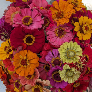 Bouquet - Zinnias