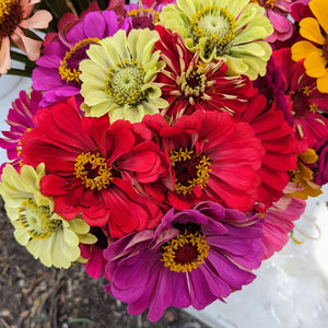 Bouquet - Zinnias