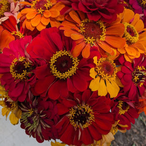 Bouquet - Zinnias