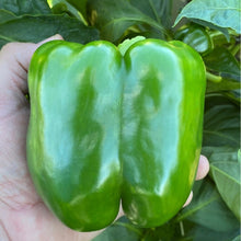 Load image into Gallery viewer, Bell Peppers - Large Green (ea)