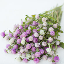 Load image into Gallery viewer, Dryable Bouquet/Tea - Globe Amaranth