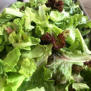 Lettuce Mix (1/2lb bag)