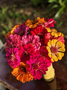 Bouquet - Zinnias