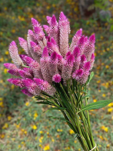 Dried Bouquet - Purple Celosia