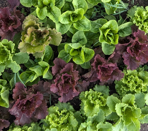 Lettuce Heads (each)