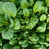 Load image into Gallery viewer, Tatsoi - Asian Greens (1/2lb bag)