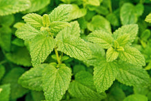 Load image into Gallery viewer, Lemonbalm (per bunch)