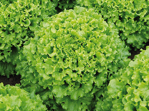 Lettuce Heads -USDA Certified Organic