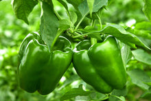 Load image into Gallery viewer, Bell Peppers - Large Green (ea)