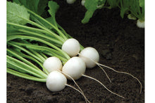 Load image into Gallery viewer, Sweet Hakurei Turnips - USDA Certified Organic (per bunch)