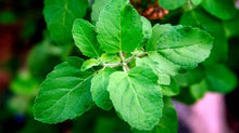 Load image into Gallery viewer, Tulsi/Holy Basil - (per bunch)