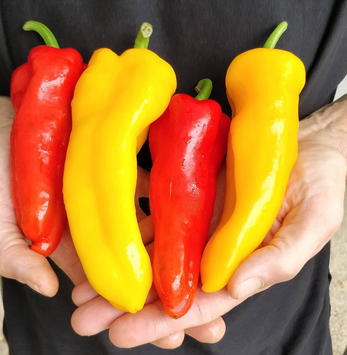 Bell Peppers - Red/Orange/Yellow (per 1/2lb) – River Love Farm