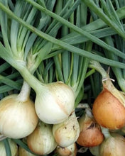 Load image into Gallery viewer, Onions w/ short Tops - (per bunch)