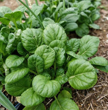 Load image into Gallery viewer, Tatsoi - Asian Spinach (per bunch)