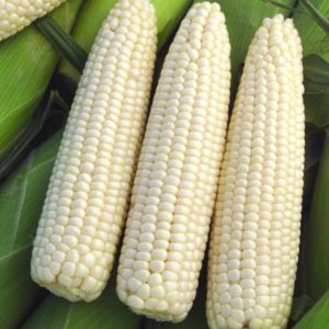 Sweet Corn - Full size (3-4 count)