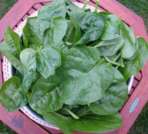 Malabar Spinach - Green (3/4lb bag)