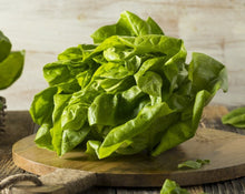Load image into Gallery viewer, Lettuce Heads - Hydroponic (each)