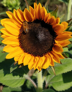 Bouquets - Sunflowers