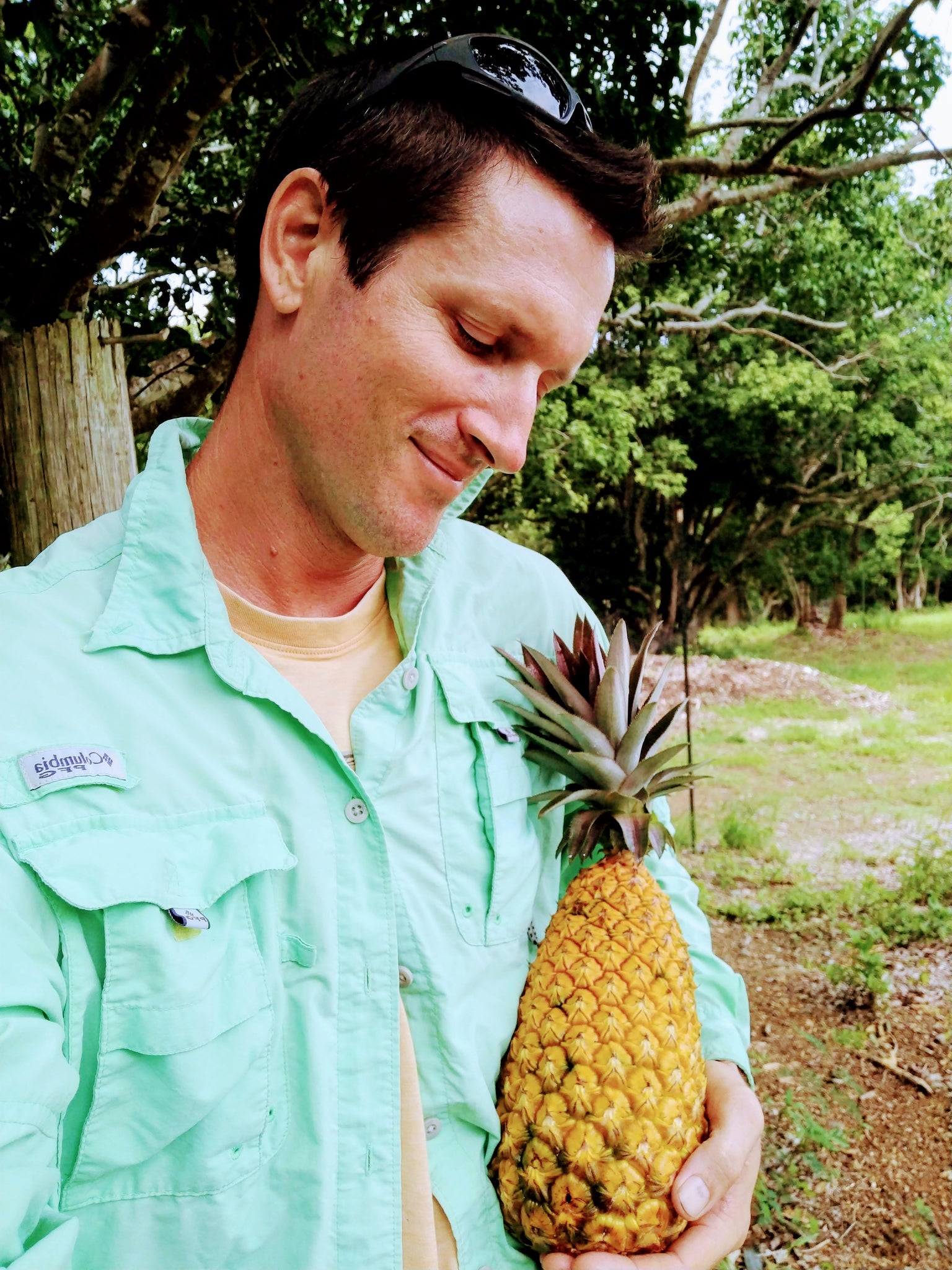 pineapple plant suckers Pineapple