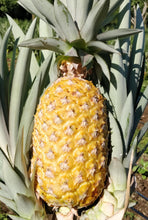 Load image into Gallery viewer, Pineapple - slips/suckers