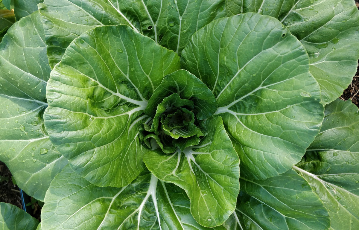 Bok Choy (per head) – River Love Farm