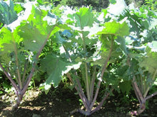 Load image into Gallery viewer, Kale - Red Russian - USDA Certified Organic (per bag)