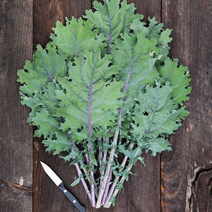 Kale - Red Russian - USDA Certified Organic (per bag)