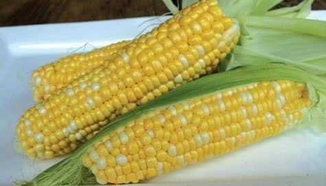 Sweet Corn - Fun Sized! (3-5 count) – River Love Farm