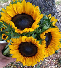 Load image into Gallery viewer, Bouquets - Sunflowers