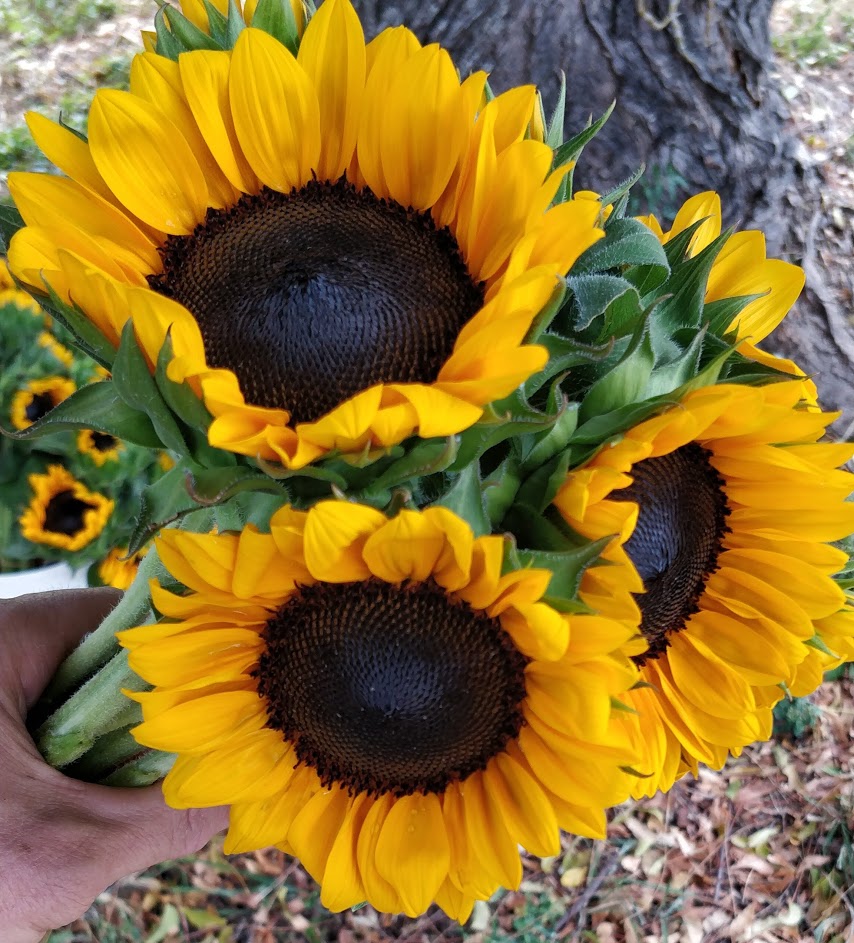 Bouquets - Sunflowers