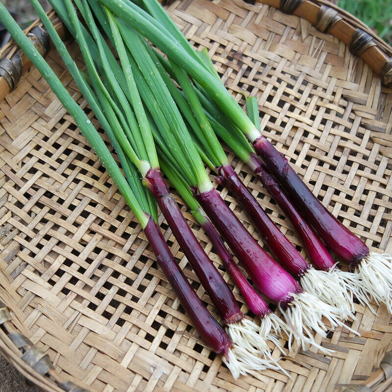 Purple Onions/Scallions - (per bunch)