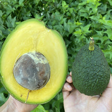 Load image into Gallery viewer, Avocados - (Select a Size)