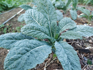 Kale - Toscano/Dino (per bunch)