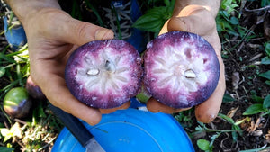 Caimito/Star Apple (per lb)