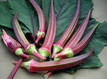 Load image into Gallery viewer, Red Okra - USDA Certified Organic (per bag)