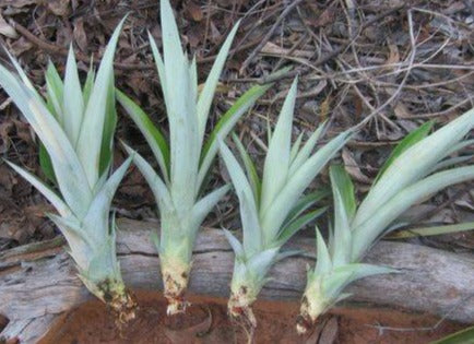 Pineapple